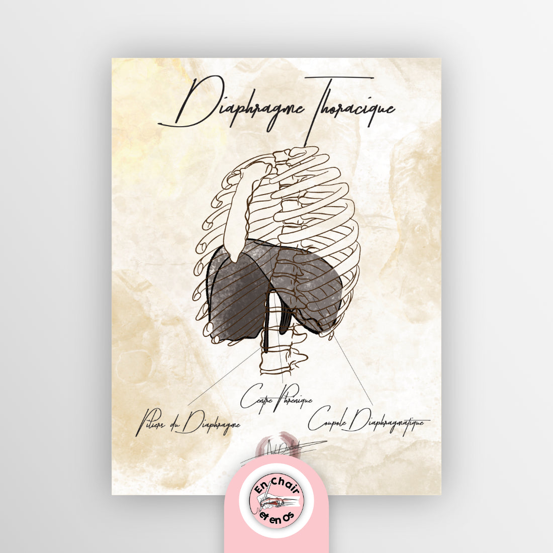 planche anatomique muscle diaphragme thoracique En Chair et en Os décoration pour cabinet médical