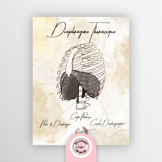 planche anatomique muscle diaphragme thoracique En Chair et en Os décoration pour cabinet médical