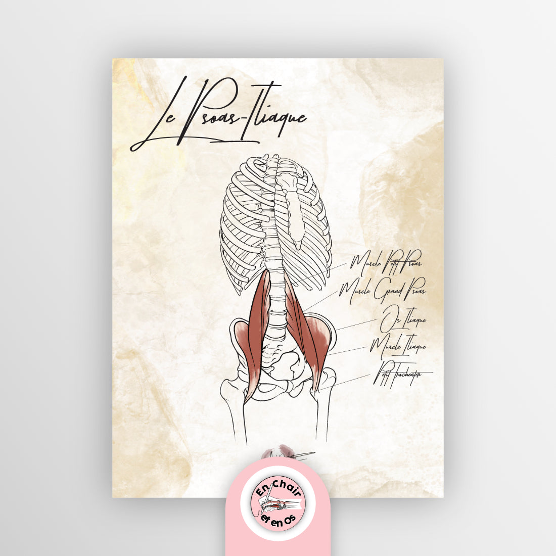 Planche anatomique psoas iliaque En Chair et en Os décoration pour cabinet médical