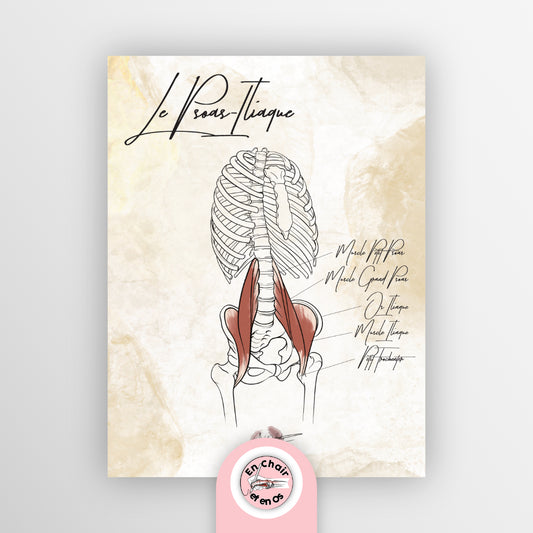 Planche anatomique psoas iliaque En Chair et en Os décoration pour cabinet médical