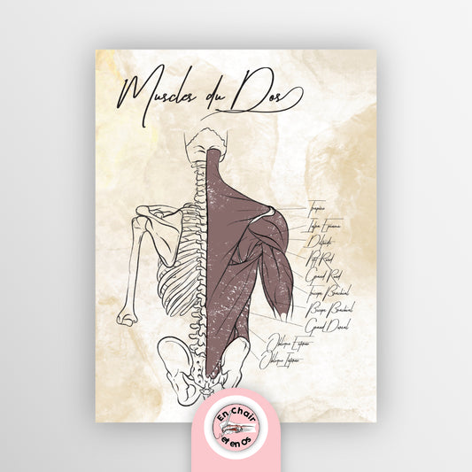 planche anatomique muscles du dos En Chair et en Os décoration pour cabinet médical