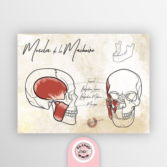 planche anatomique muscle de la mâchoire En Chair et en Os décoration pour cabinet médical