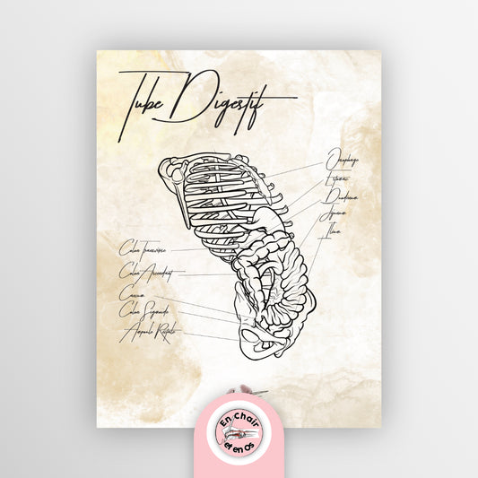 planche anatomique organes tube digestif En Chair et en Os décoration pour cabinet médical