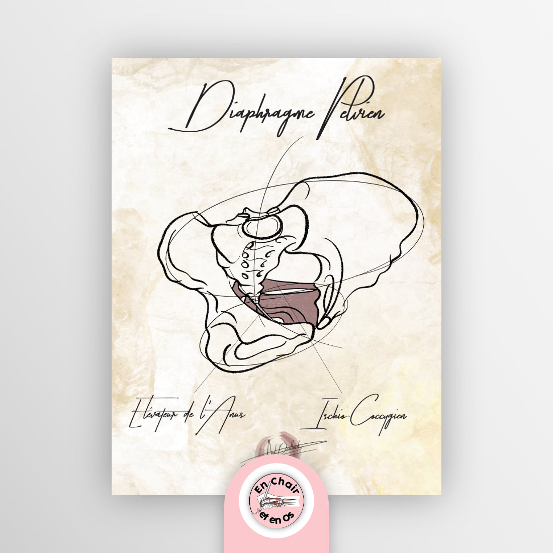 planche anatomique du périnée En Chair et en Os décoration pour cabinet médical