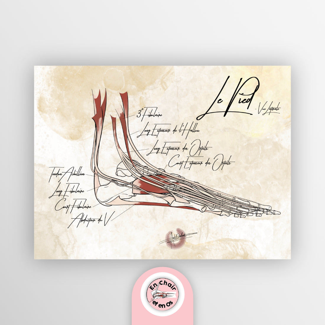 Planche anatomique du pied En Chair et en Os décoration pour cabinet médical