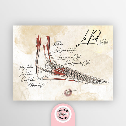 Planche anatomique du pied En Chair et en Os décoration pour cabinet médical